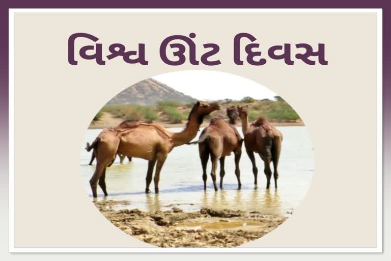 વિશ્વ ઊંટ દિવસ: ઊંટોના સંવર્ધન માટે ઊંટ ઉછેરક સંગઠન દ્વારા પૂરુ પાડવામાં આવ્યું માર્ગદર્શન