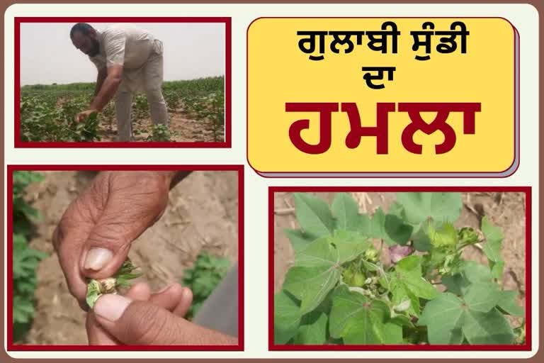 Pink locust attacks cotton crop after natural calamity