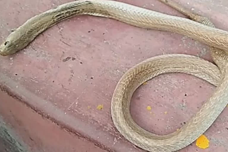 snake-dies-just-after-biting-child-in-gopalganj