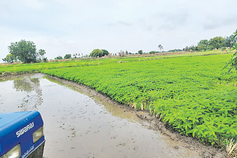 Harm to the soil with chemical fertilizers