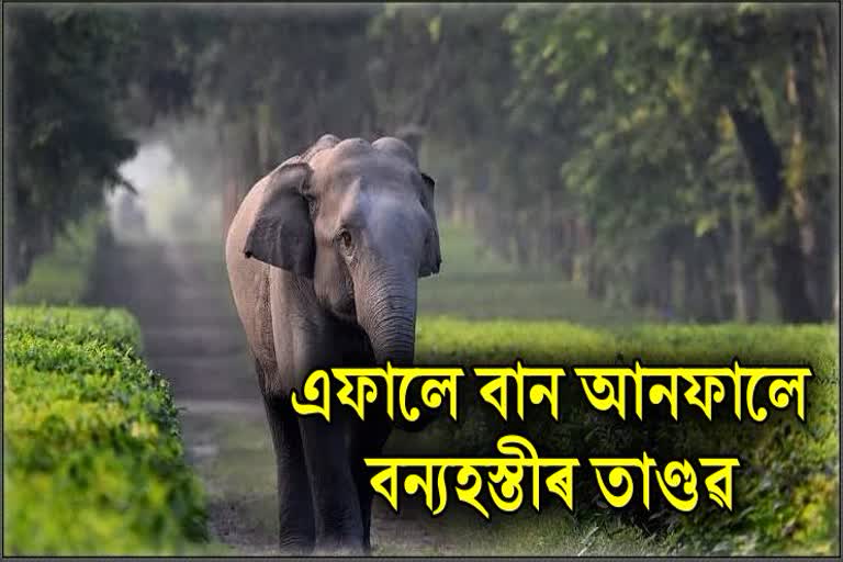 wild-elephant-terror-in-nagaon-during-flood-menace