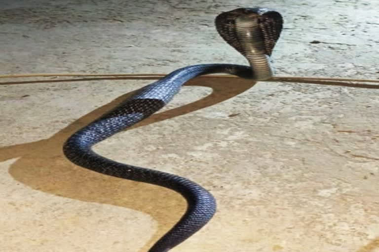 Four-year-old Anuj Kumar was playing at his maternal home in Khajuri East Tola on Wednesday evening when the cobra bit him, his mother Kiran Devi told ETV Bharat. The child, son of Rohit Kushwaha, a resident of Madhopur village of Barauli started crying and was taken by the family to the hospital for treatment where he is recovering well.  Devi said after biting her son, the snake crawled to a distance and died afterwards.