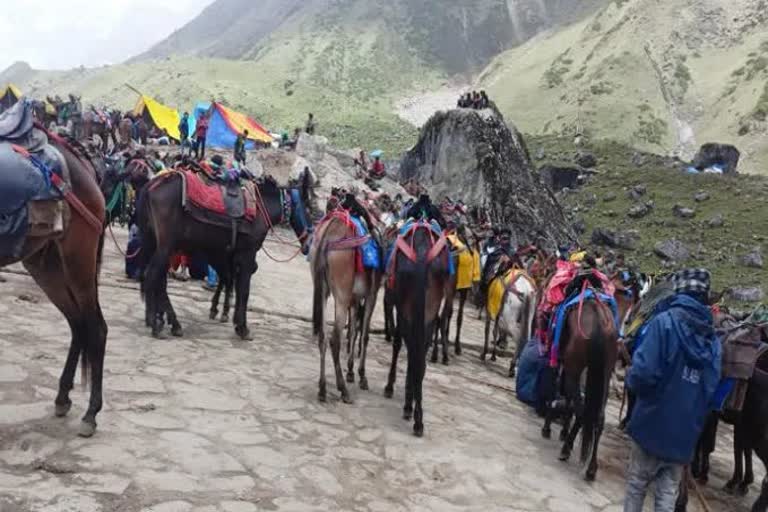 Horses die in Kedarnath