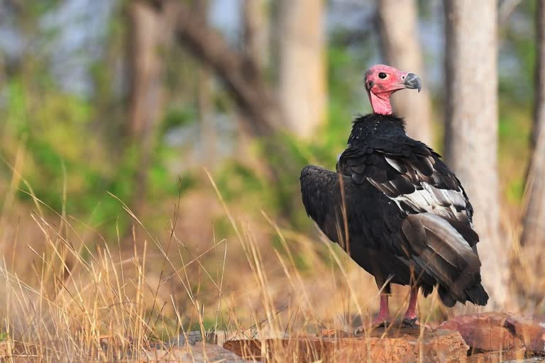 Many rare birds recorded in survey in Panna Tiger Reserve