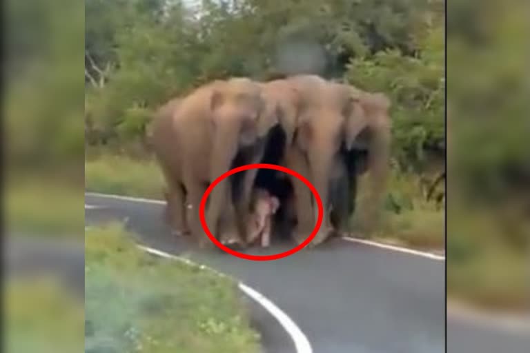 ಮರಿಯಾನೆಗೆ ಬೇಧಿಸಲಾಗದ ಕೋಟೆ ಕಟ್ಟಿದ ಜಂಬೂ ಗುಂಪು