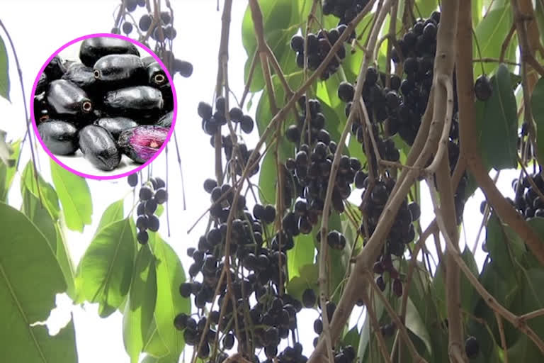 farmers earns lakhs of rupees with jamun fruits harvesting at ananthapur