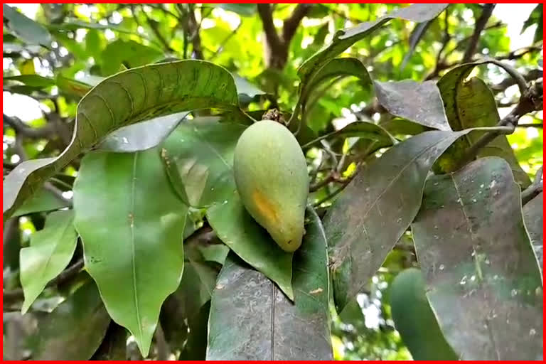 Mango Crop Damage In Panipat