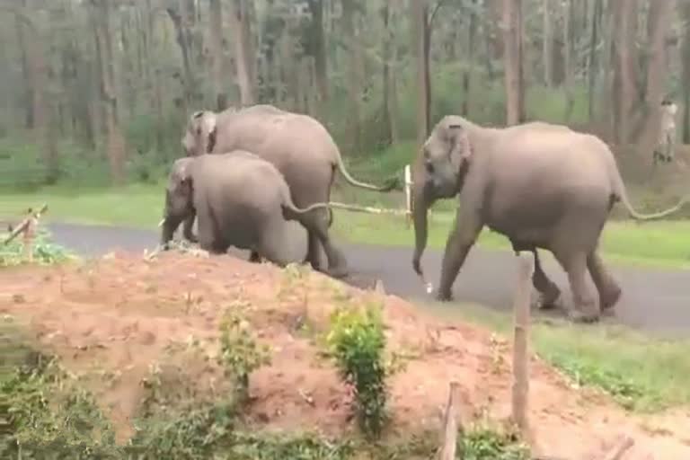 Kodagu Elephant warmed people on the state highway