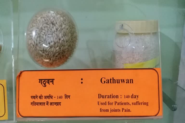 chhattisgarh gathuvan paddy species