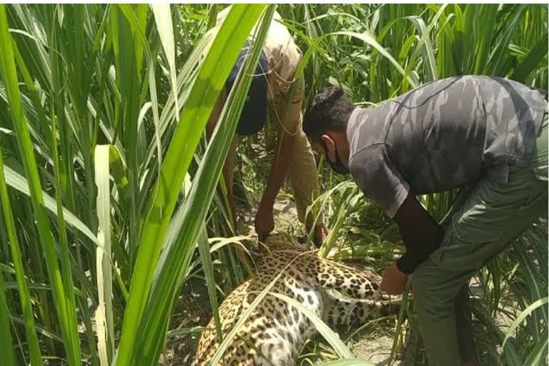 stir due to the discovery of the dead body of Guldar in laksar