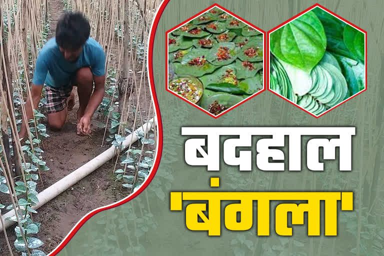 paan of Bundelkhand Bangla