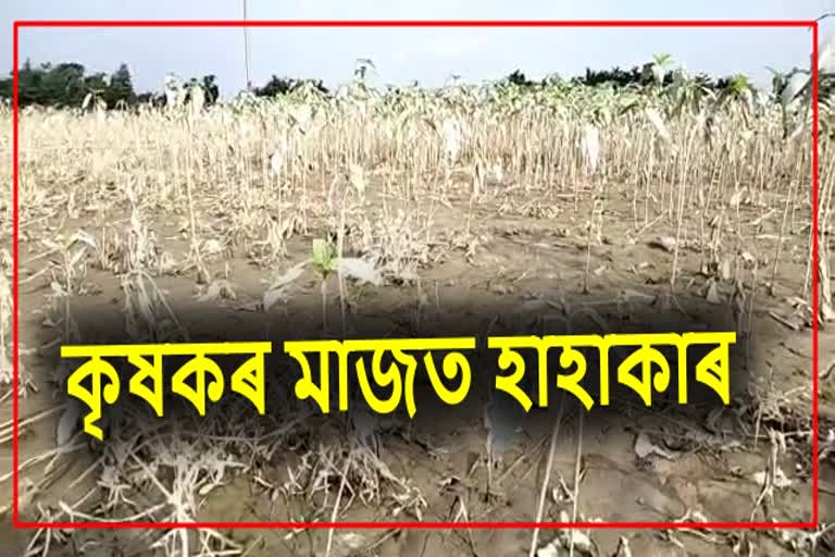 floods-have-shattered-dreams-of-many-farmers-in-bongaigaon