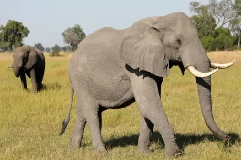 elephant skeleton found in anugul