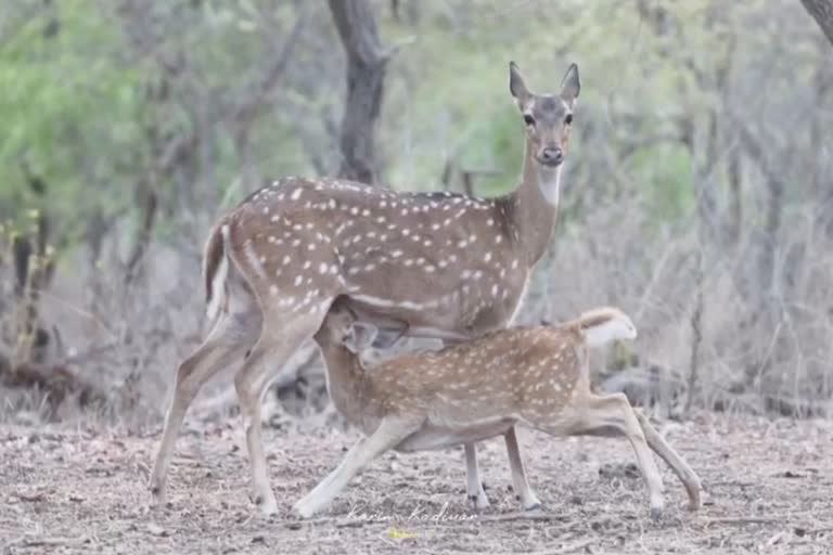 વન્યજીવોની અદભૂત અદા ફરી એક વાર કેમેરામાં થઈ કેદ