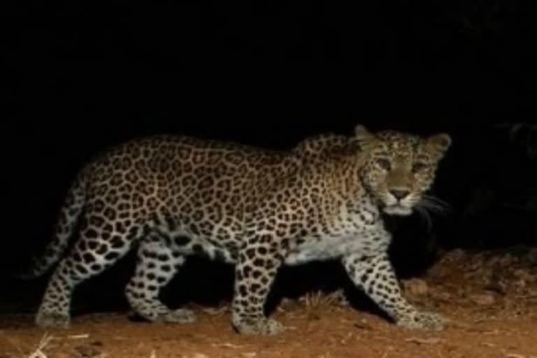 Female Leopard hit by train in Bilaspur