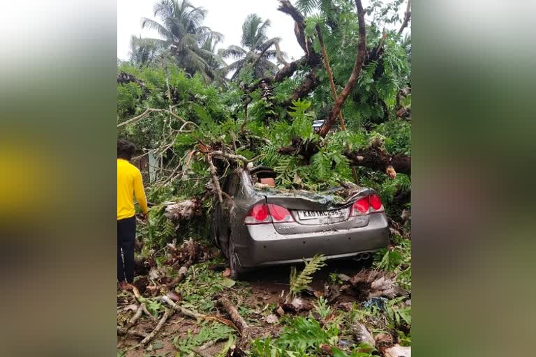 A 600 year old peepal tree fallen on a car