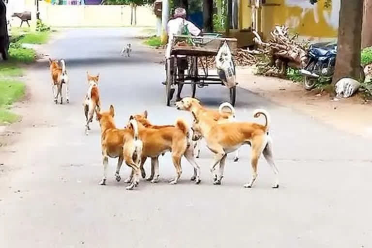 Number of Street Dogs in Hyderabad and people facing problems