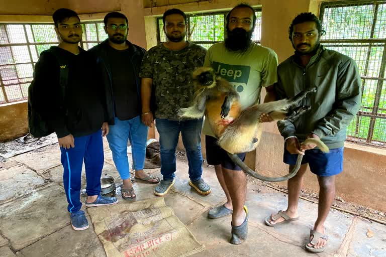 A group of young men made surgery on an injured monkey who fell from a tree