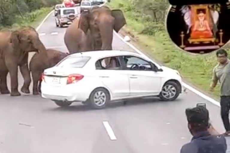 Elephants attacked over vehicles: 2 cars damaged