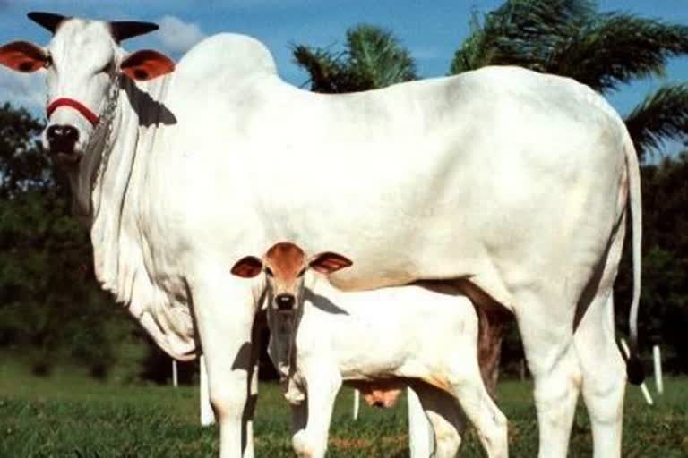 subsidy on indigenous cow in haryana