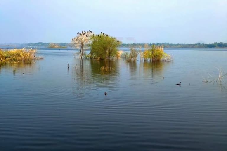 release water of Kanota Dam in dhondh river