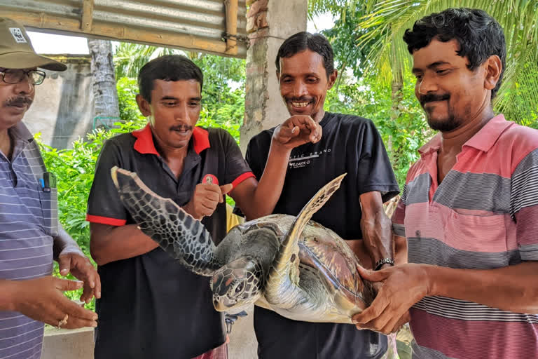 Endangered turtle rescued in West Bengal South 24 Pargana district