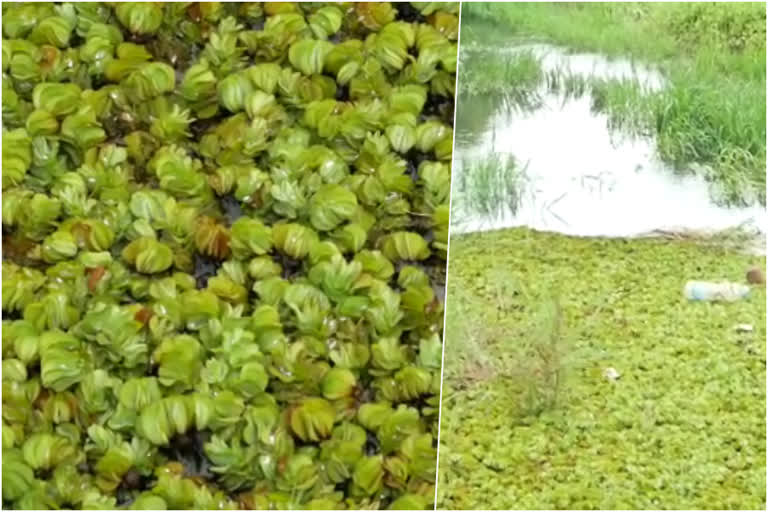 salvinia auriculata  kannur paddy field salvinia auriculata  african payal  ആഫ്രിക്കന്‍ പായല്‍  കോട്ടൂര്‍വയല്‍ പാടശേഖരം