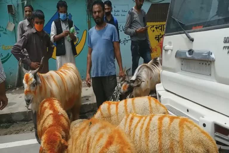 govt-fixes-rates-for-sacrificial-animal-in-kashmir
