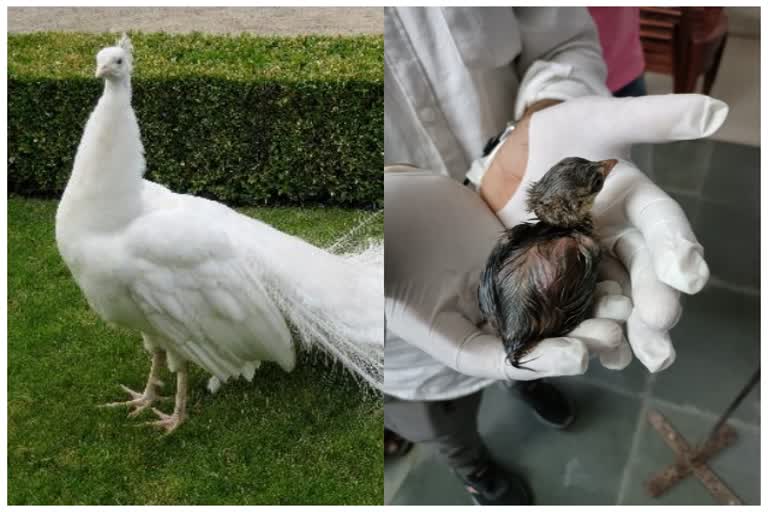 white-peacock-babies-from-hatchery-born-for-the-first-time-in-chhattisgarh