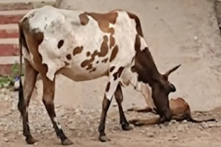 Mother cow Mourning