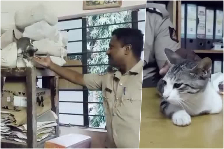 police station cat  cat in police station  cat deploys for catching rats in police station  chikkaballapura police station  karnataka police station cat  ചിക്കബല്ലാപുര പൊലീസ് സ്‌റ്റേഷന്‍  പൊലീസ് സ്‌റ്റേഷന്‍ പൂച്ച