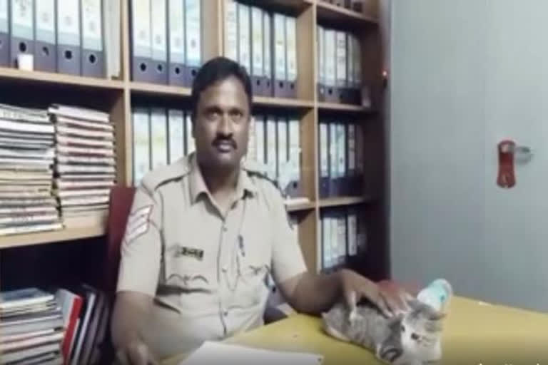 Gauribidanur police rearing two cats to take care of mice in police station