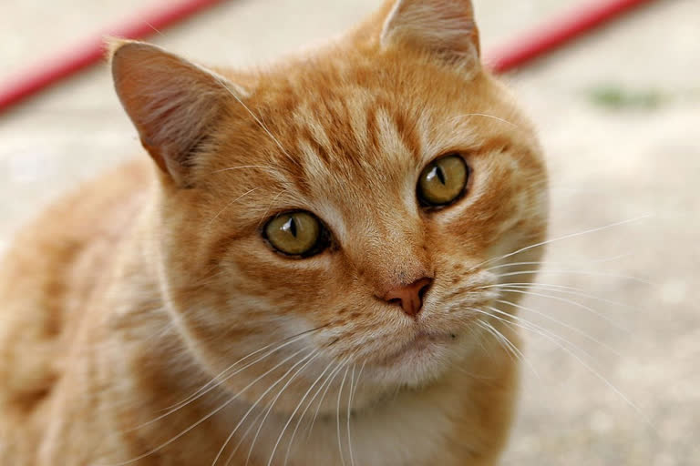 Karimnagar Police conducted a rescue operation for a cat that fell into a well