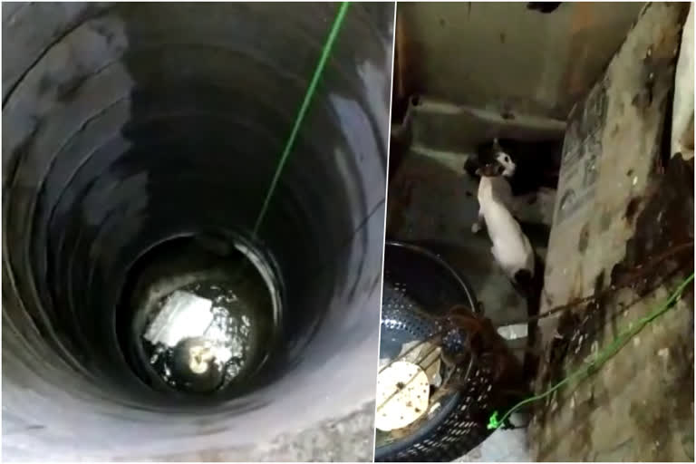 police rescue operation at Midnight to save a cat  rescue operation at Midnight to save a cat which fell into a well  telengana police rescue operation save a cat fell into a well  കിണറ്റില്‍ വീണ പൂച്ചയെ രക്ഷപ്പെടുത്തി  തെലങ്കാനയില്‍ കിണറ്റില്‍ വീണ പൂച്ചയെ രക്ഷപ്പെടുത്തി