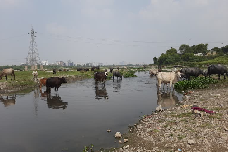 कालिंदी कुंज में यमुना की हालत बदहाल