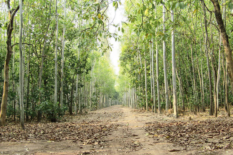 Mamata Banerjee to inaugurate Orgram Eco Circuit Tourism tomorrow