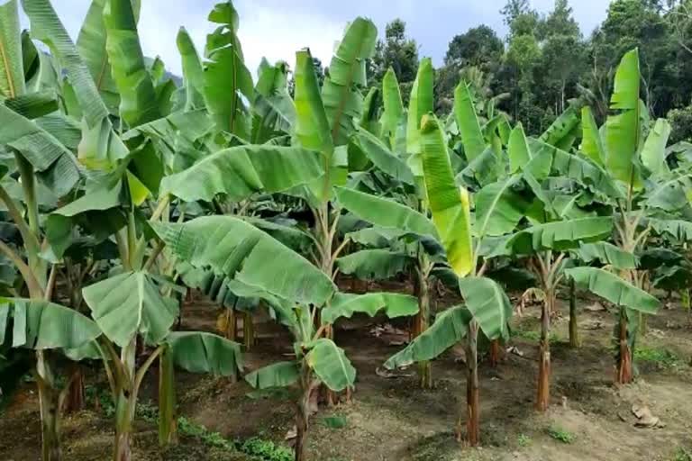 Banana farmers in idukki  Banana cultivation targeting the Onam market  banana cultivation  banana cultivation in idukki  ഓണ വിപണി പ്രതീക്ഷയിൽ ഏത്തവാഴ കർഷകർ  ഇടുക്കി ഏത്തവാഴ കർഷകർ  ജില്ലയുടെ വിവിധ ഭാഗങ്ങളിലെ വാഴ കർഷകർ  വാഴ കൃഷി ഇടുക്കി  വാഴ കൃഷി ഓണ വിപണി  വിപണിയിലെ ഏത്തക്ക വില