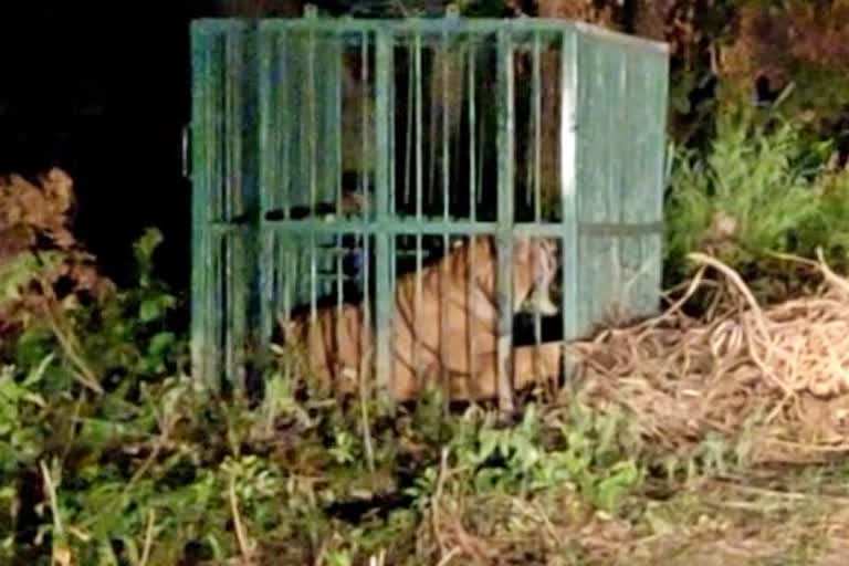 lakhimpur-kheri tigress