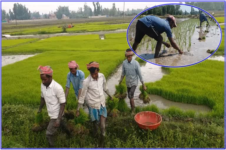 kashmiri-farmers-moving-away-from-paddy-farming