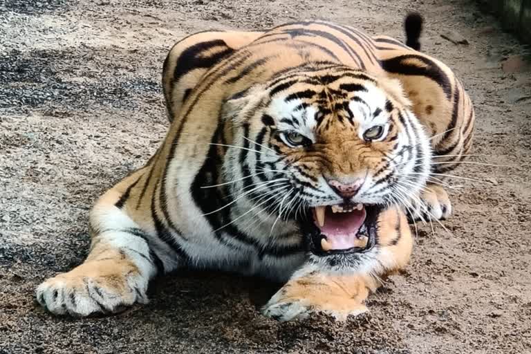 tigers who attacked on people sentenced to life