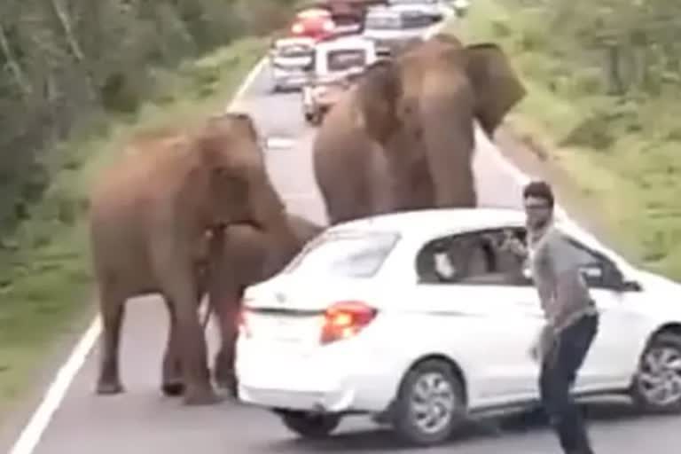 People expressed their anger on social media because of 'ruthlessness' with elephants