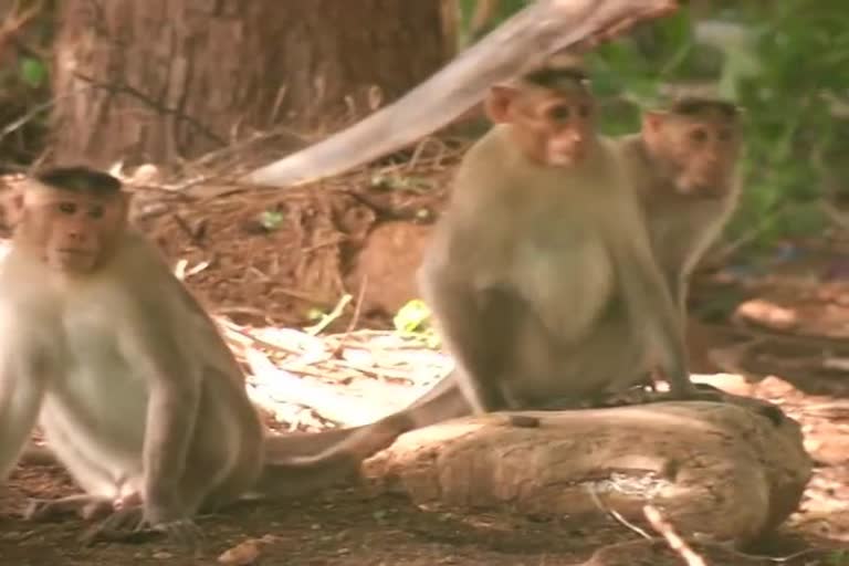 Monkey attacked school student