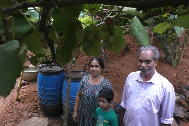 Grape farming in Idukki  ഇടുക്കിയില്‍ മുന്തിരി വിളയിച്ചു  ഇടുക്കിയിലെ കാലാവസ്ഥയിലും മന്തിരി വിളയിച്ച് കര്‍ഷകന്‍  ചെമ്മണ്ണാര്‍ സ്വദേശി വെട്ടുകാട്ടില്‍ അപ്പച്ചന്‍