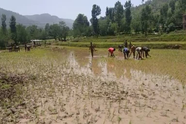 Hindu Muslim Community Makes Paddy Together