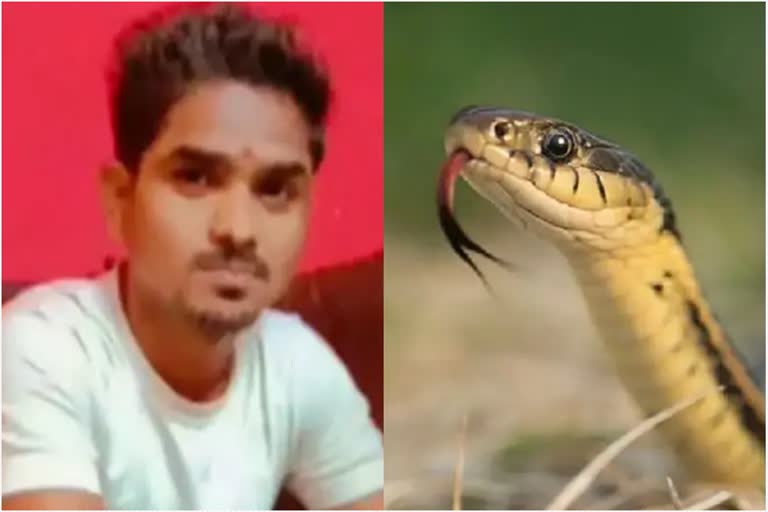 youth died of snake bite