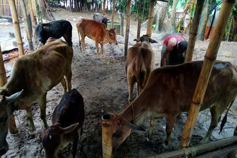 one smuggler arrested with cattle at Bilasipara in Dhubri