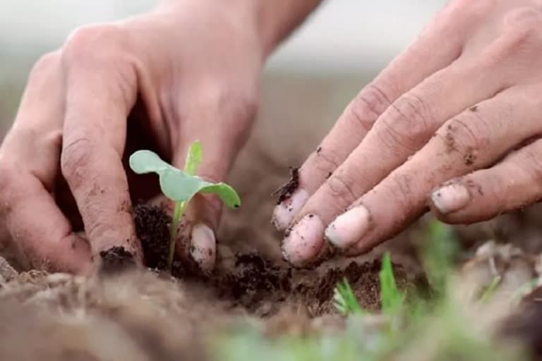 Haryana Government to promote organic farming