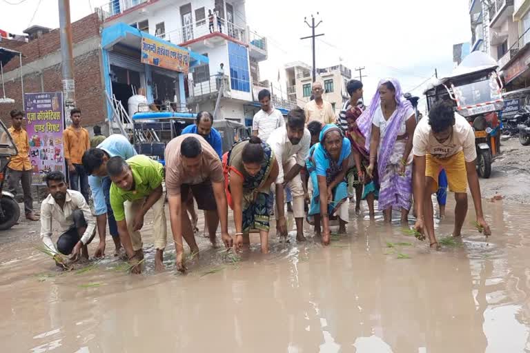 Congress protested against Dhami government by planting paddy on the road