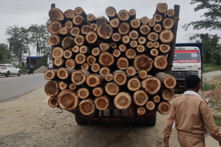 Mafia cut popular trees