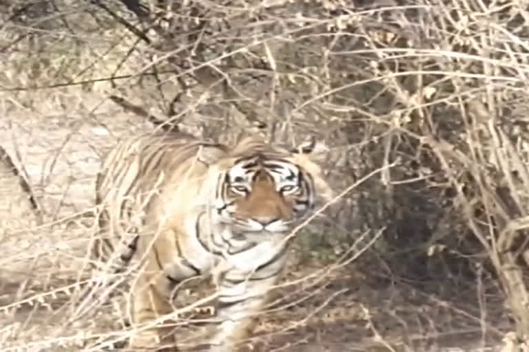 Sariska Tiger Reserve